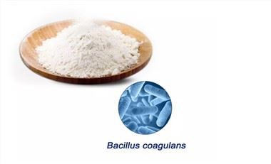 Tại sao Bacillus Coagulans có tính ổn định cao có khả năng chịu nhiệt-, chịu ...