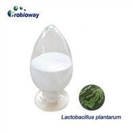 Đóng gói Lactobacillus Plantarum