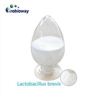 Lactobacillus Brevis ổn định trong thời hạn sử dụng