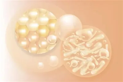 Chức năng và hiệu quả của bột đông khô Probiotic