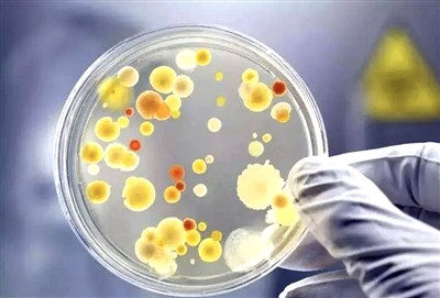 Bacillus Coagulans và ứng dụng cũng như triển vọng của nó trong nghiên cứu kh...