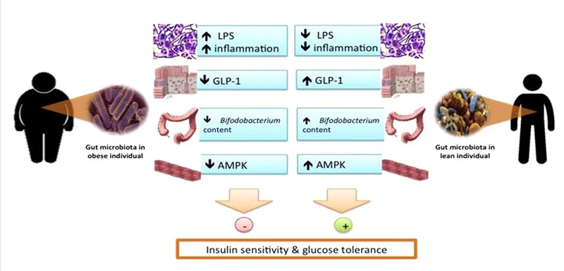 Diabetics can take probiotics Diabetics can take probiotics