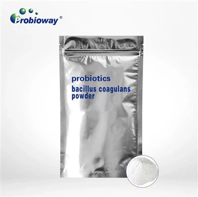 Bột đông máu Bacillus